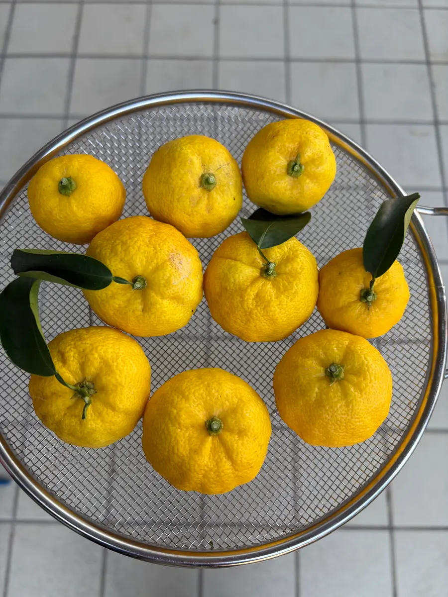 2025年花柚子の記録｜そだレポ（栽培レポート）byここのすけ｜みんなの