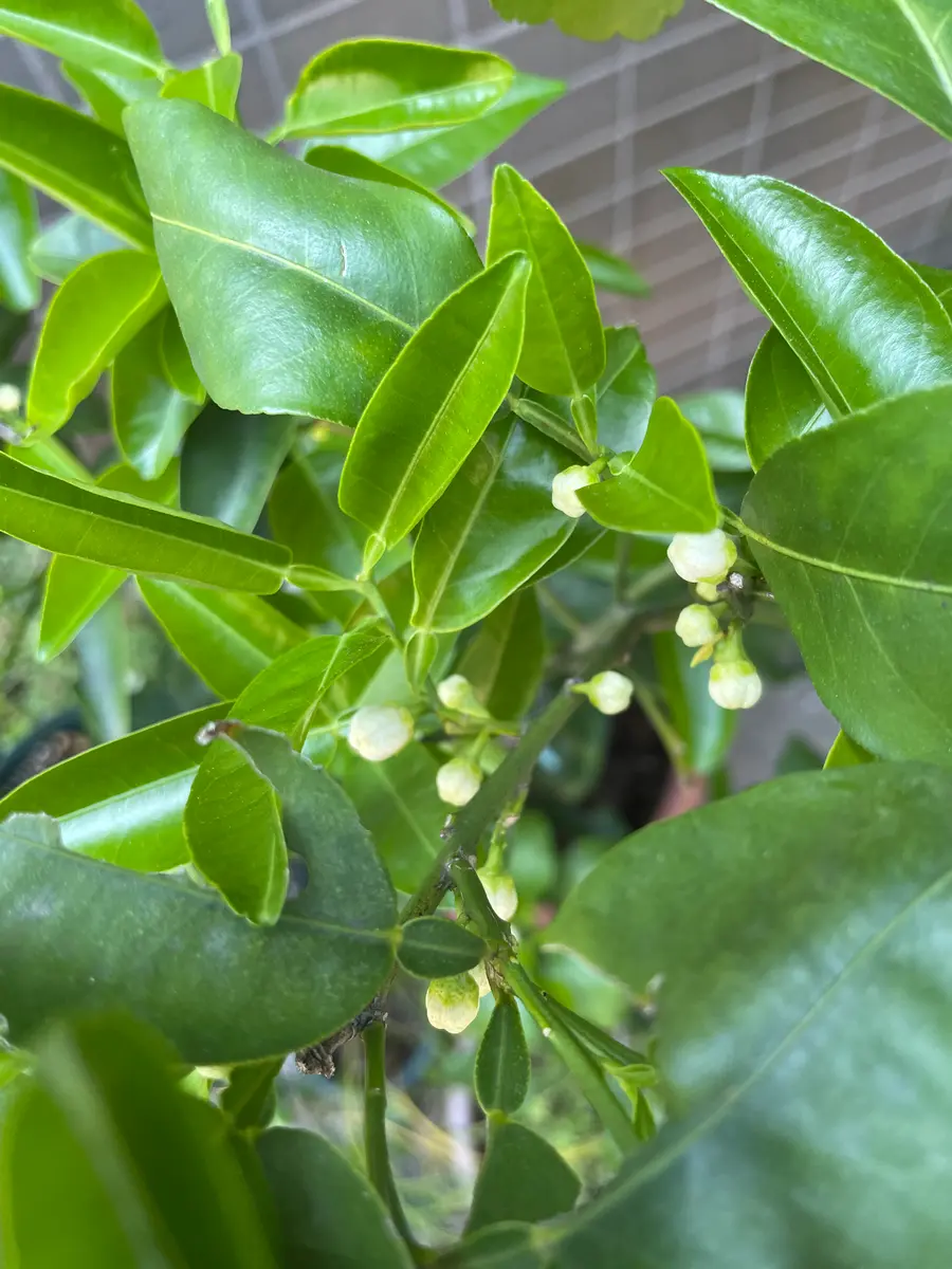 2025年花柚子の記録｜そだレポ（栽培レポート）byここのすけ｜みんなの