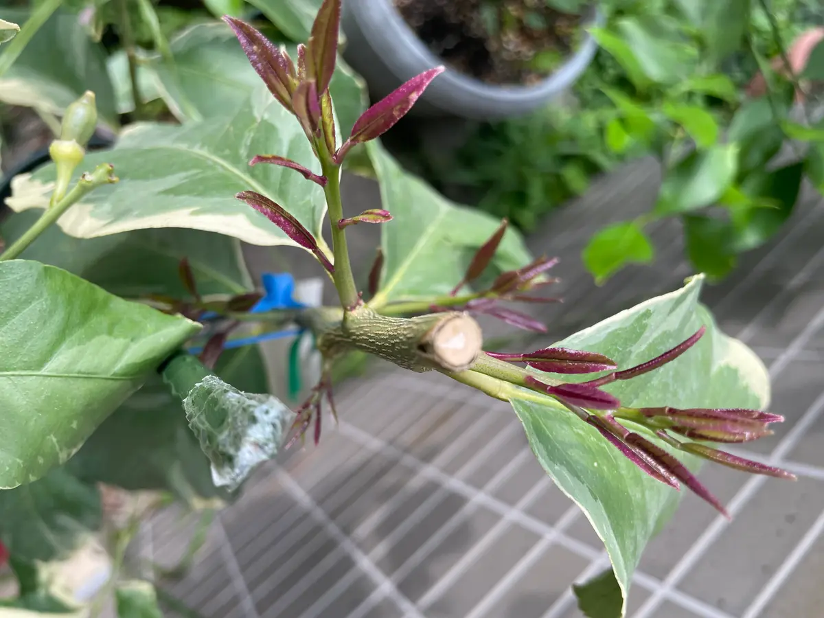 ピンクレモネード レモン 実つき！ 新5年生 レモン 苗木