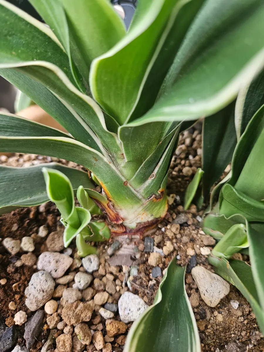 えんぎの良い植物 万年青から6つの芽が出たら｜そだレポ（栽培レポート