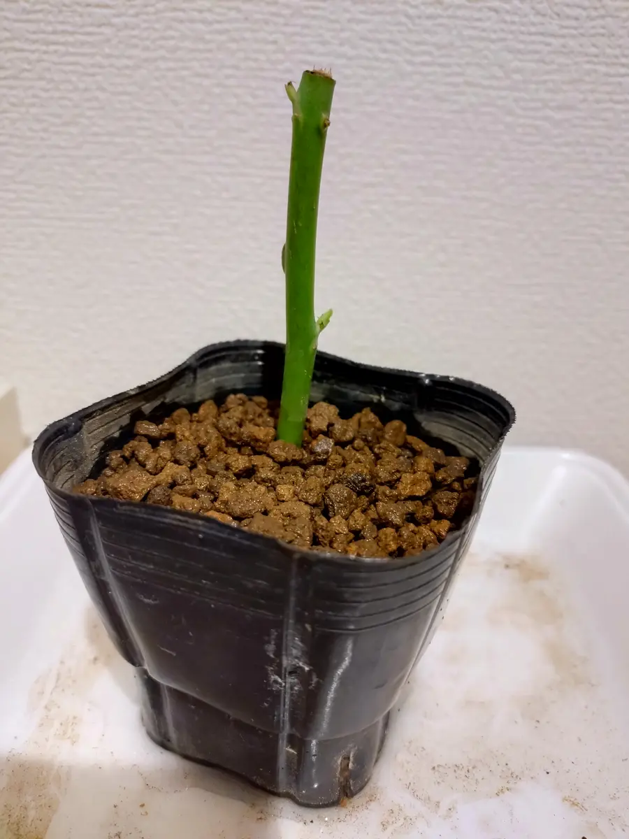 古い切り花のバラから挿し木できるかの実験｜そだレポ（栽培レポート