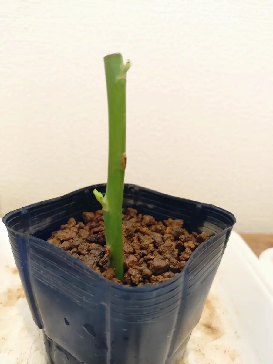 古い切り花のバラから挿し木できるかの実験｜そだレポ（栽培レポート