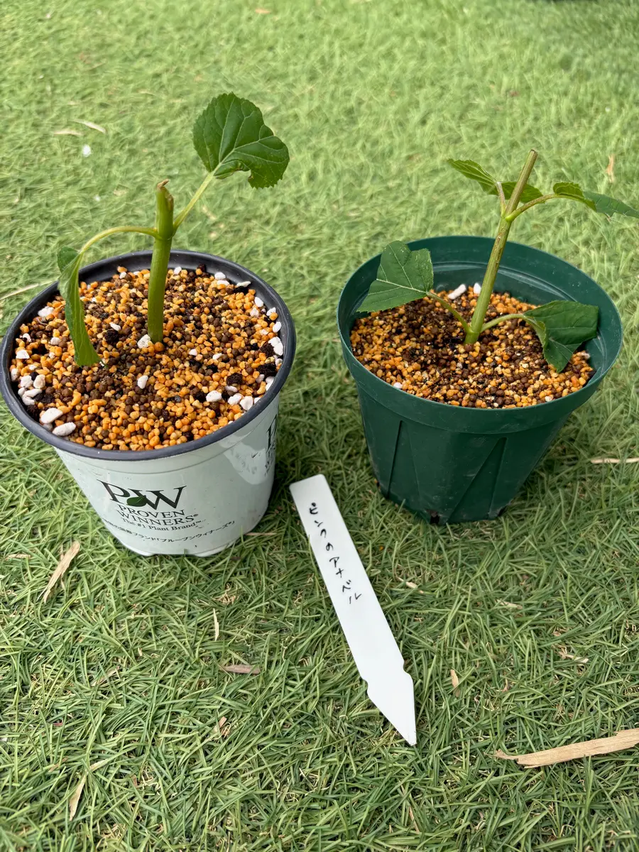 アナベルの挿し木に挑戦！｜そだレポ（栽培レポート）byはるじょー