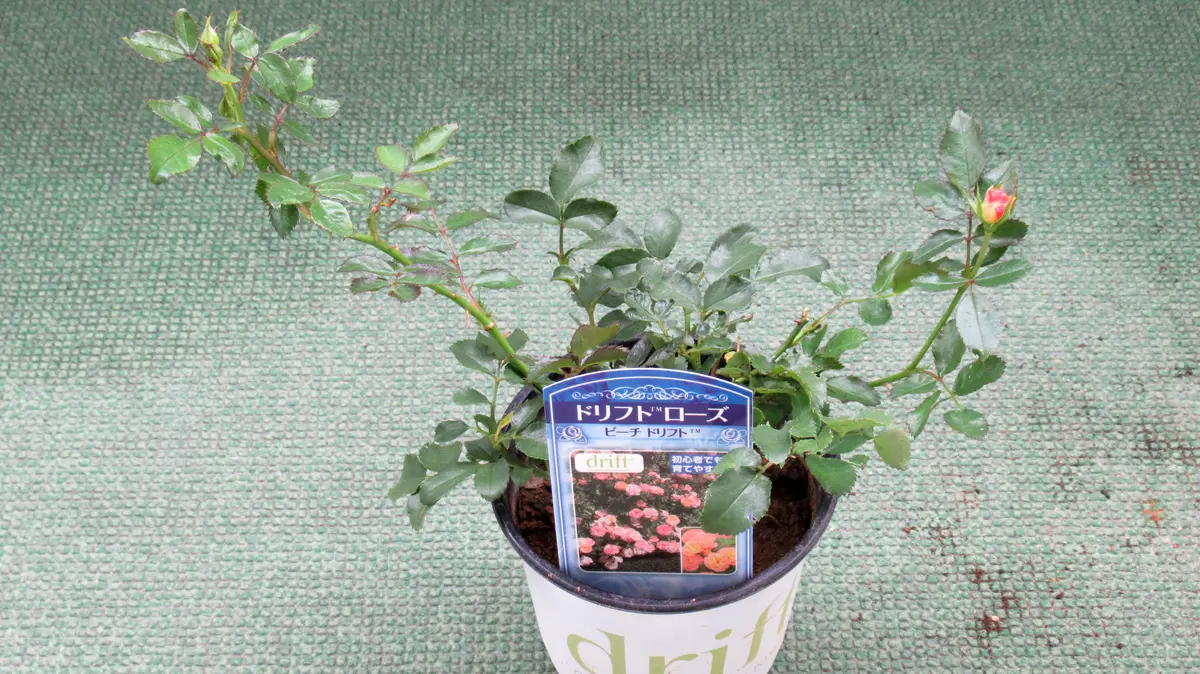 ヒロ様確認用＊ バラ苗 ドリフトローズ ピーチドリフト バラ苗:ピーチ