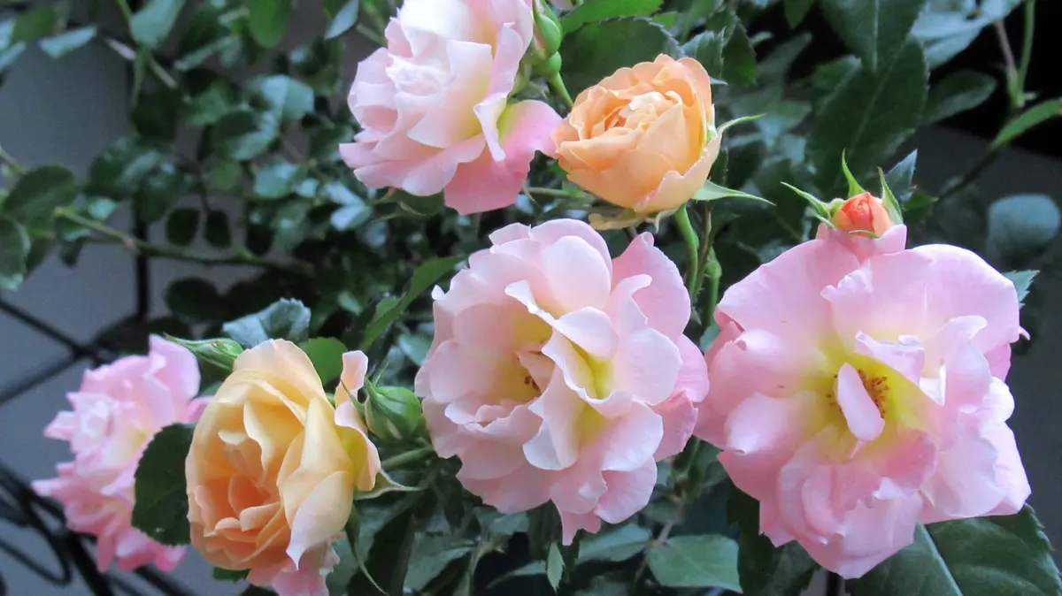 ドリフトローズ:ピーチドリフト」のベランダ栽培｜そだレポ（栽培