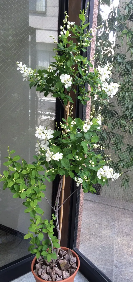 開花中「利休梅」-そだレポ｜みんなの趣味の園芸