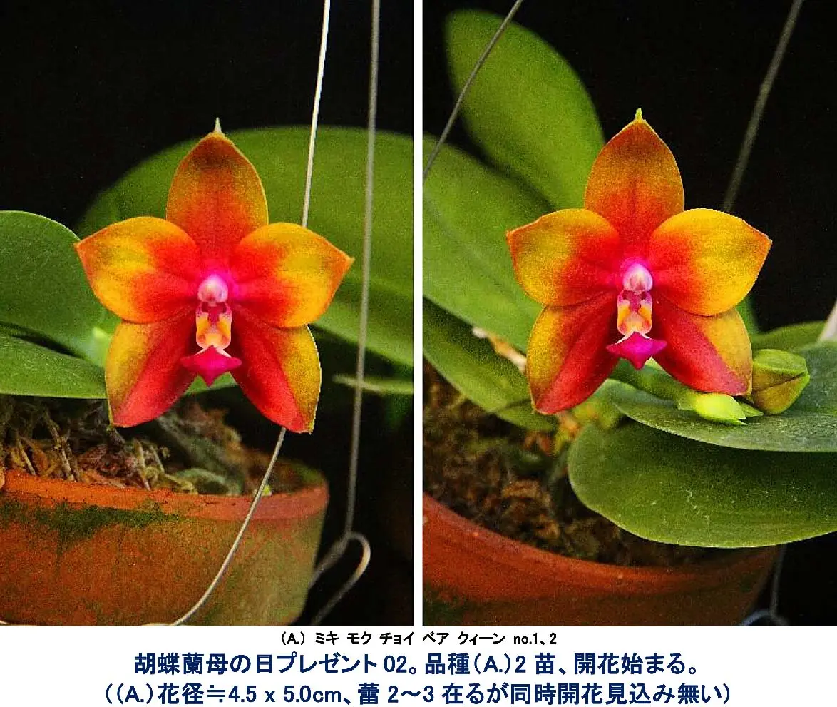 胡蝶蘭母の日プレゼント“クイリングカード”とミニ胡蝶蘭苗。｜そだレポ