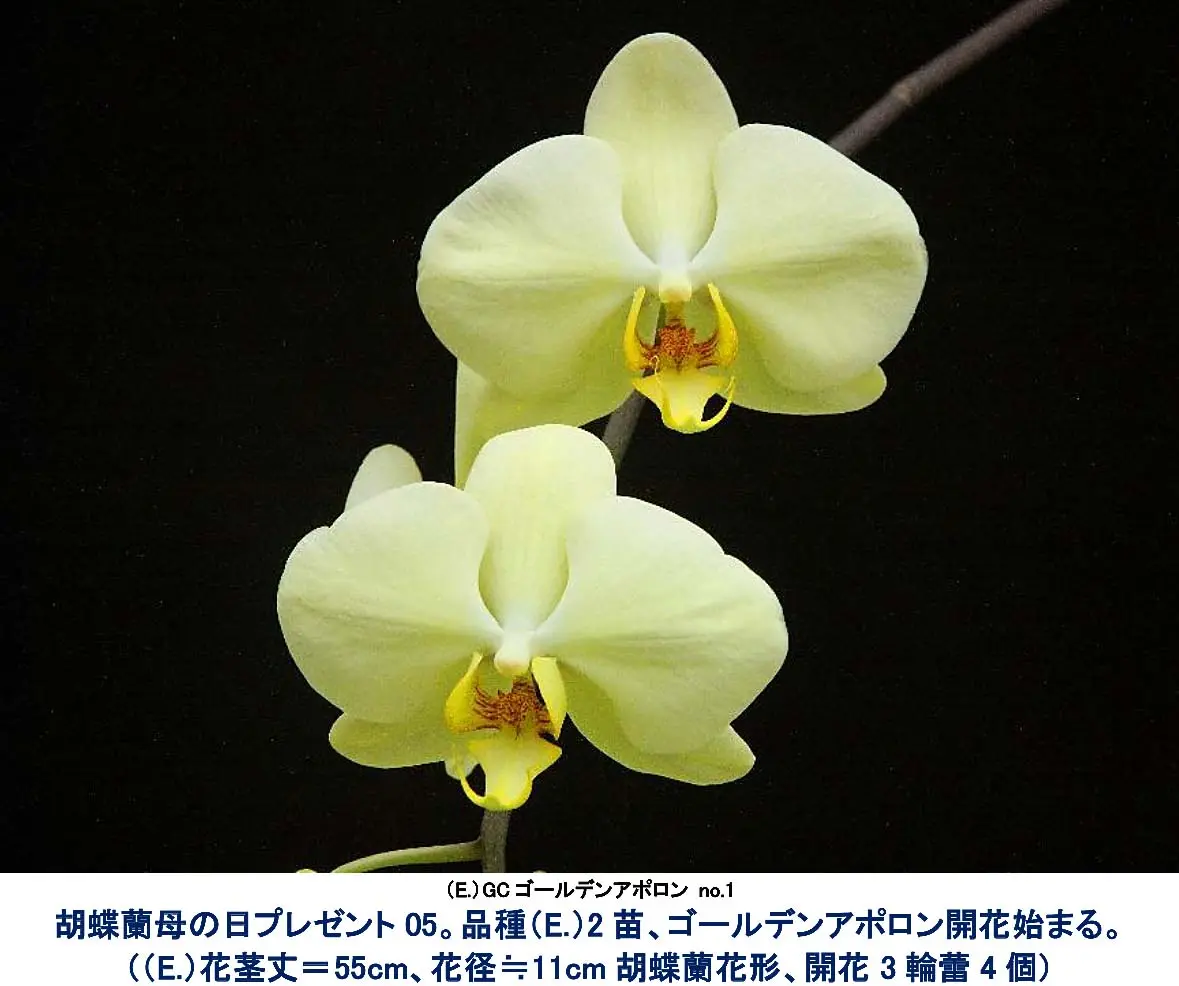 胡蝶蘭母の日プレゼント“クイリングカード”とミニ胡蝶蘭苗。｜そだレポ