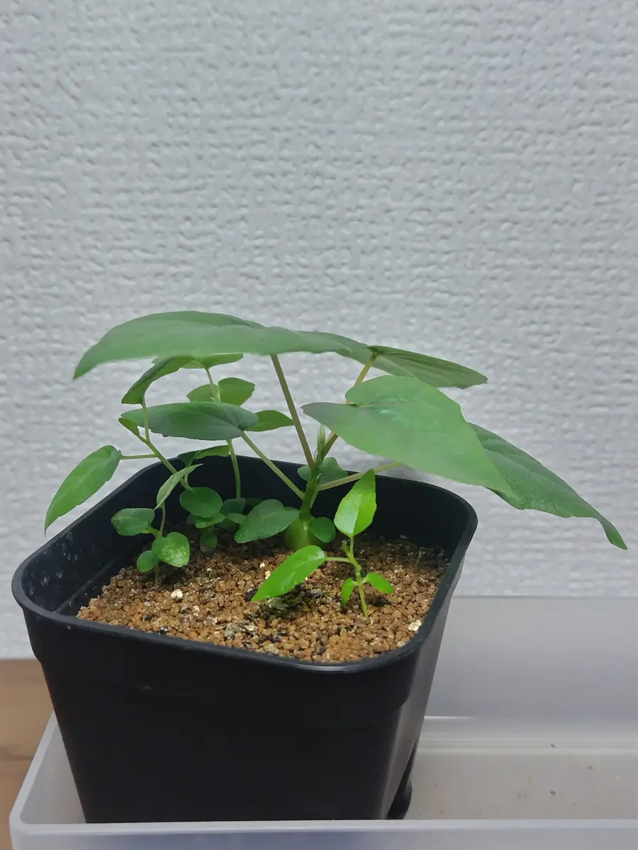 フィカス ペティオラリス 実生 フィカス ペティオラリス 実生｜そだレポ（栽培レポート）byまんどれ