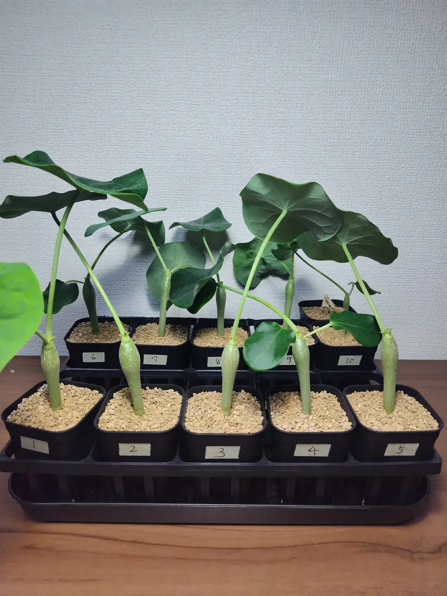 ヤトロファ　ポダグリカ isla del pescado - Jatropha podagrica-サンゴ油桐