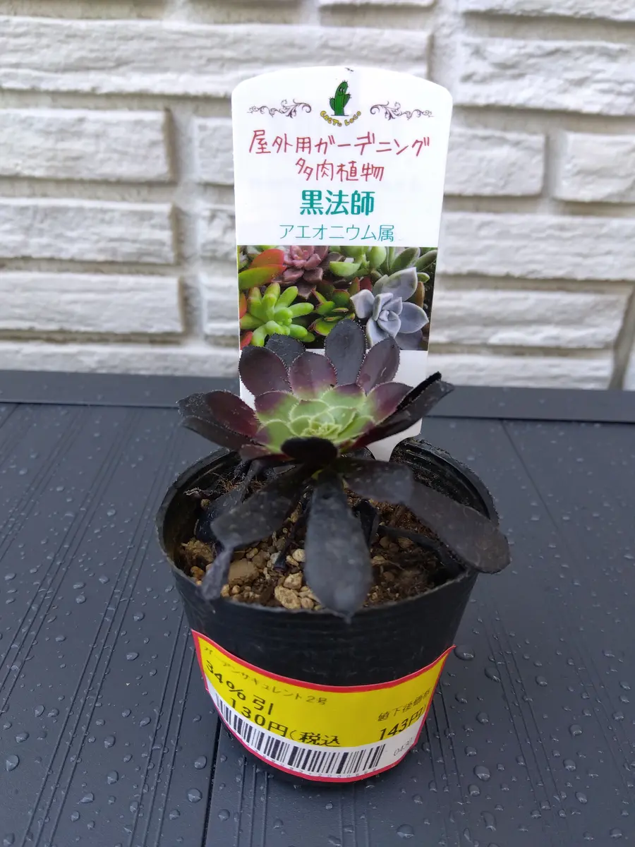 黒法師を大きく育てたい｜そだレポ（栽培レポート）byいく@｜みんなの