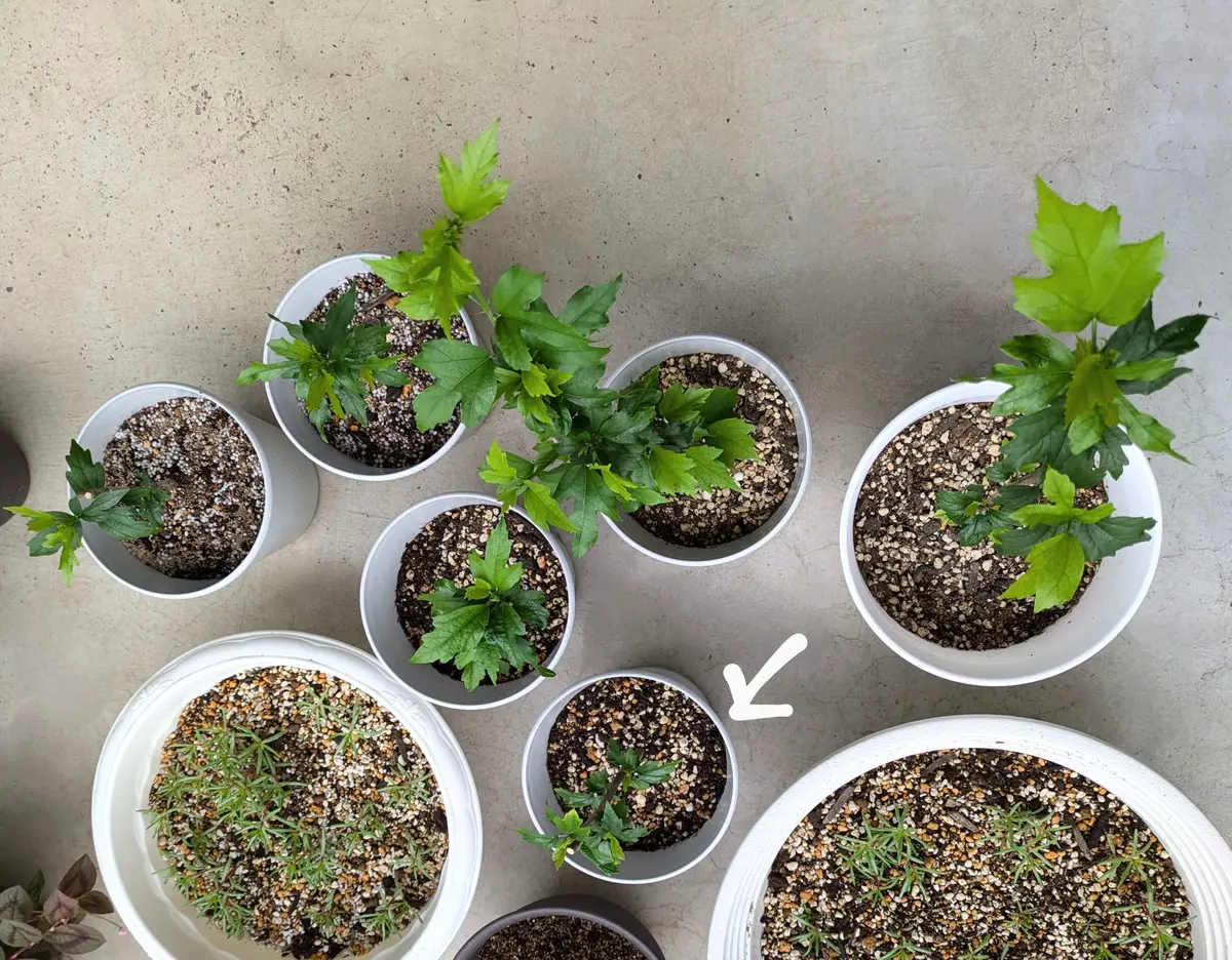 挿し木のムクゲのその後を見守る｜そだレポ（栽培レポート）byひなのん