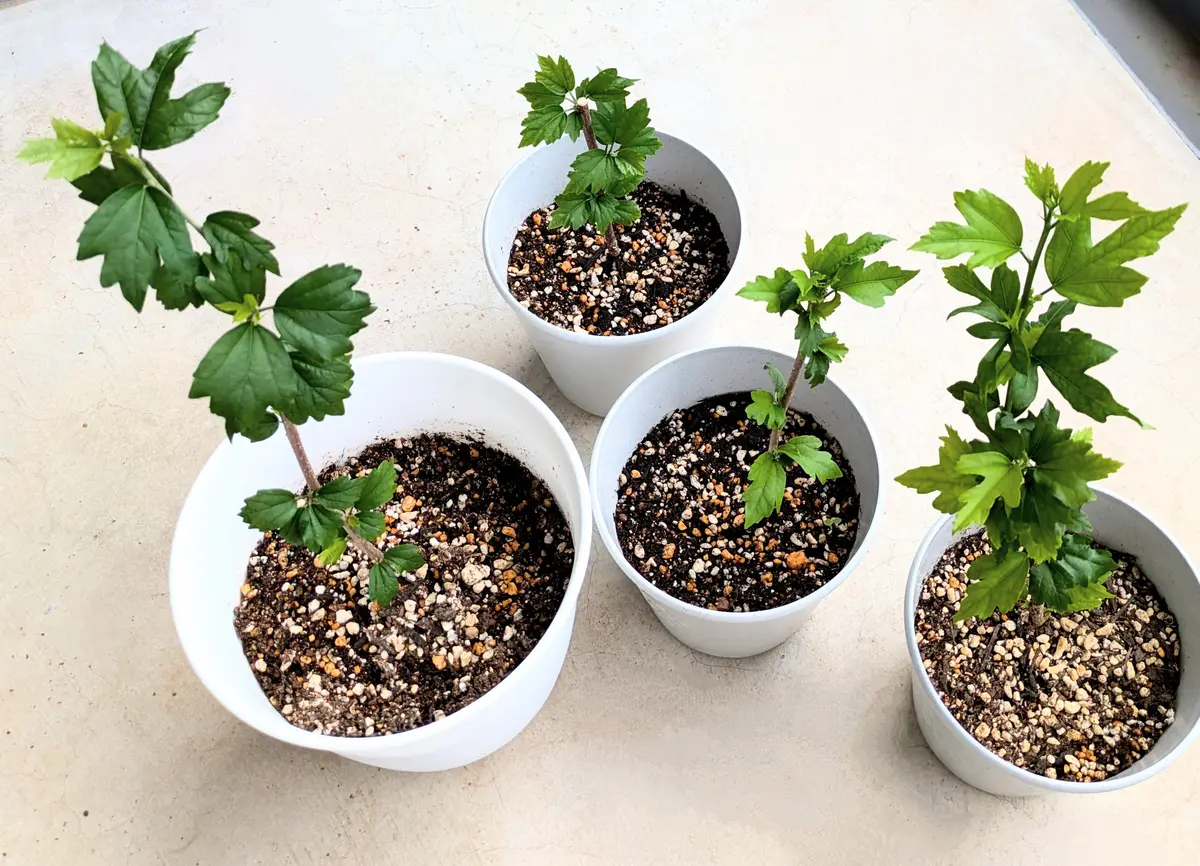 挿し木のムクゲのその後を見守る｜そだレポ（栽培レポート）byひなのん