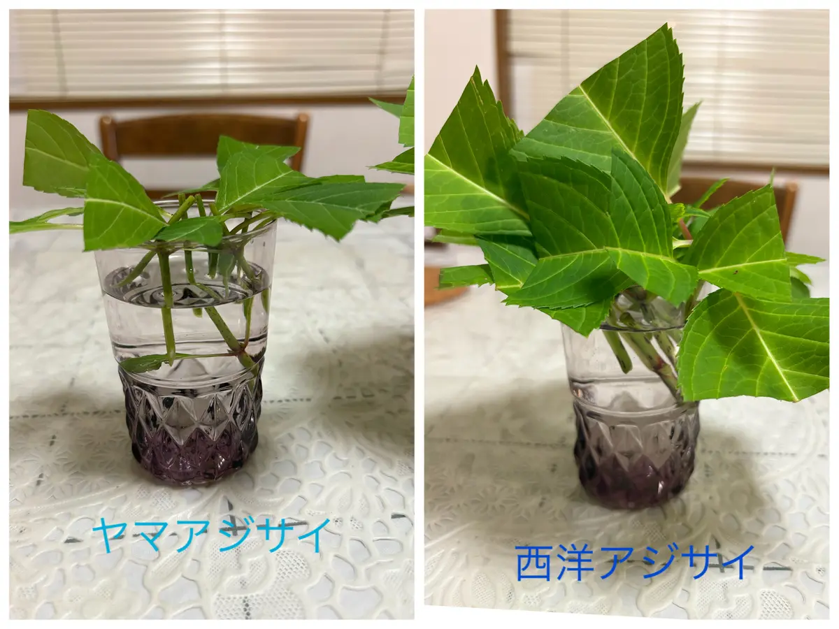 アジサイ　希少挿し木 2022年 アジサイの挿し木（緑枝挿し） / Hydrangea Cuttage