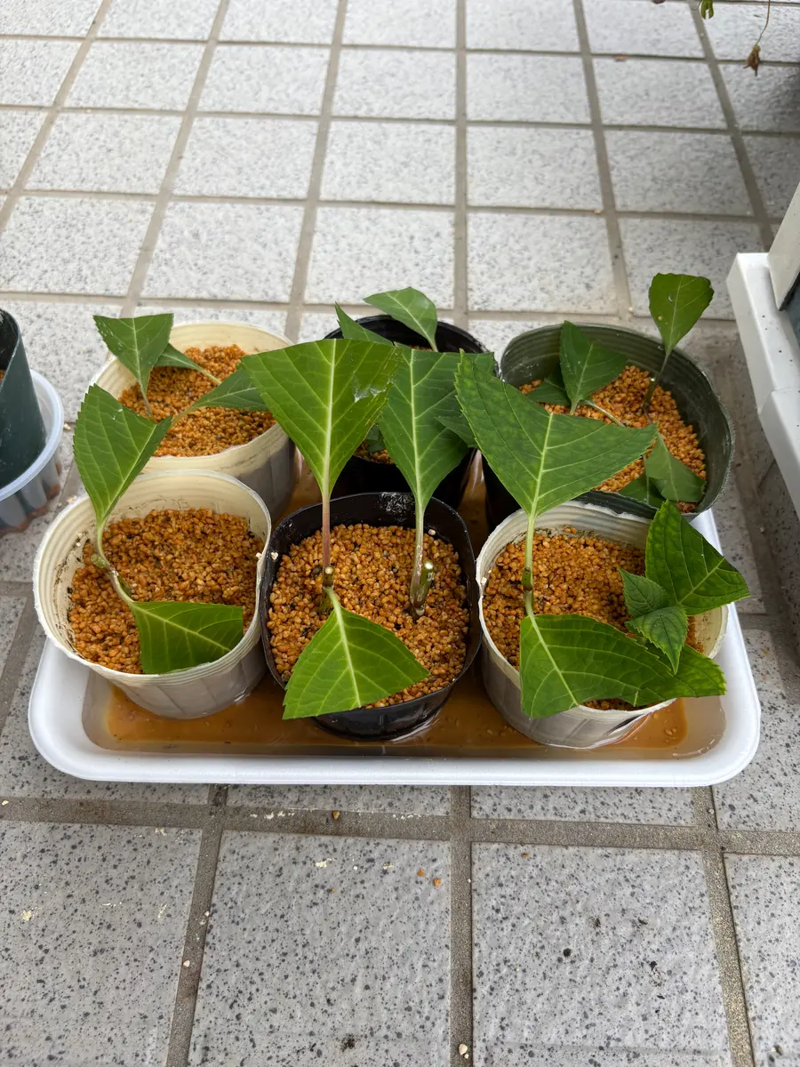 頂いた紫陽花の挿し木｜そだレポ（栽培レポート）by天汰｜みんなの趣味