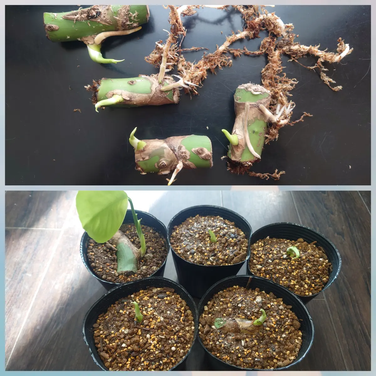 初めての茎伏せ モンステラ デリシオーサ｜そだレポ（栽培