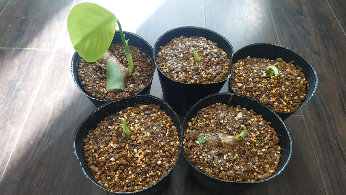 初めての茎伏せ モンステラ デリシオーサ｜そだレポ（栽培レポート）by