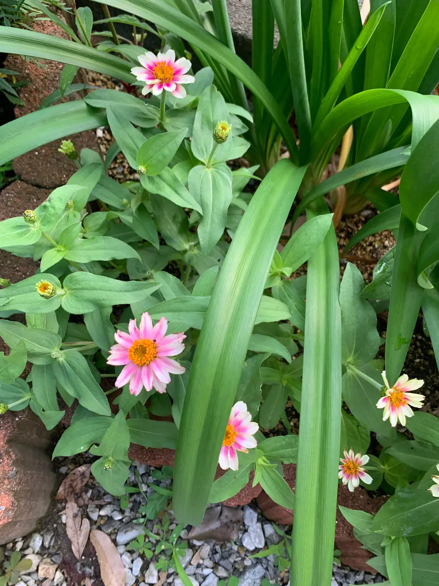 ジニア バイカラー ピンク×ホワイト 【抜き苗】いちごミルク