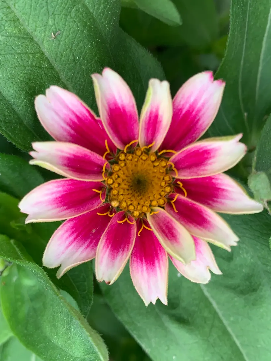 ジニア バイカラー ピンク×ホワイト 【抜き苗】いちごミルク