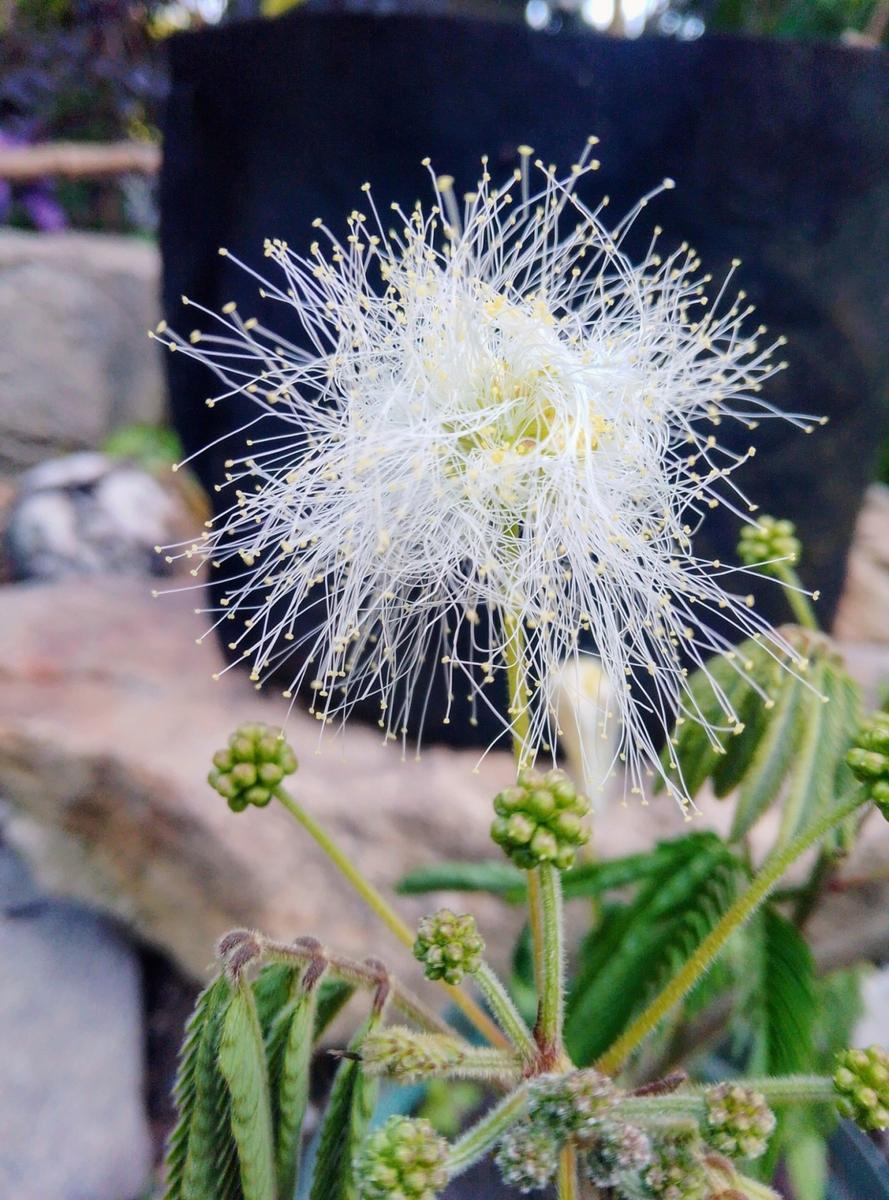 白花合歓木日記｜そだレポ（栽培レポート）by縁たく粟島ノ庭｜みんなの 