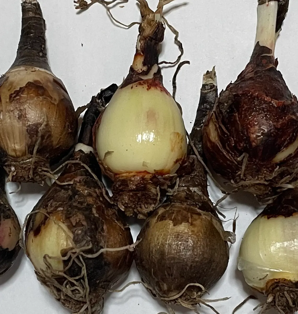 発芽中の野菜球根4個 謎の球根を育てる｜そだレポ（栽培レポート）byまったりセーメェ