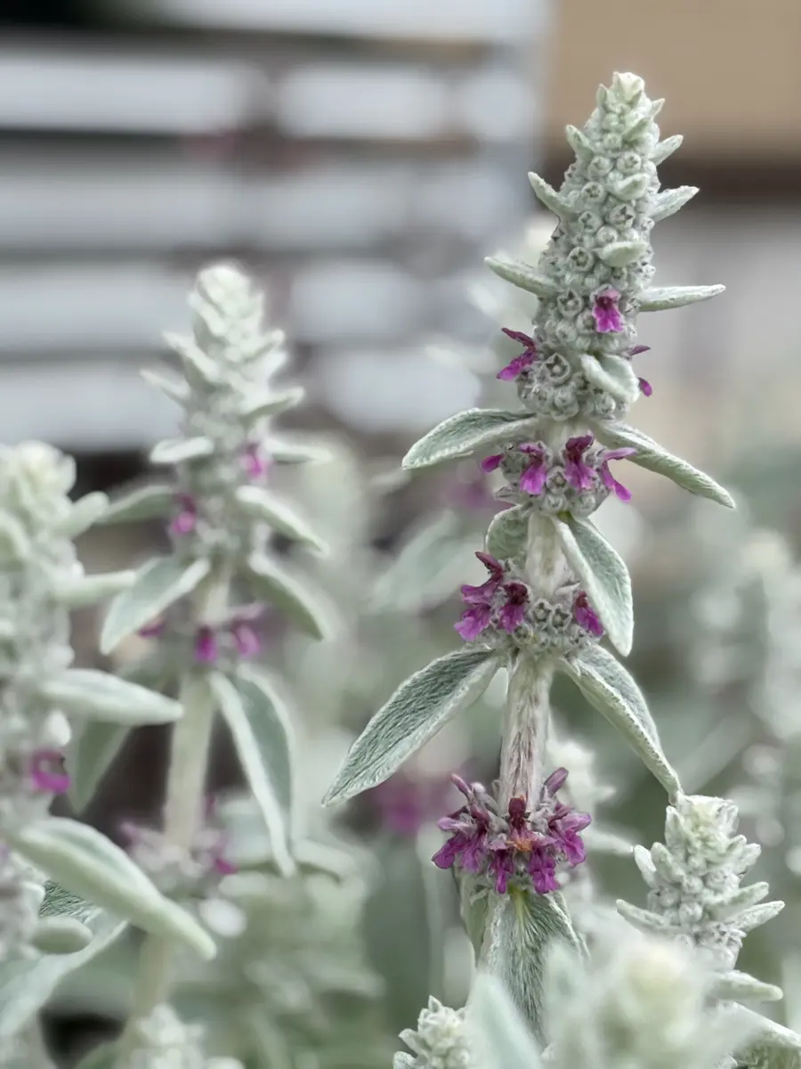 ラムズイヤー 株分けから開花まで｜そだレポ（栽培レポート）byちゃん