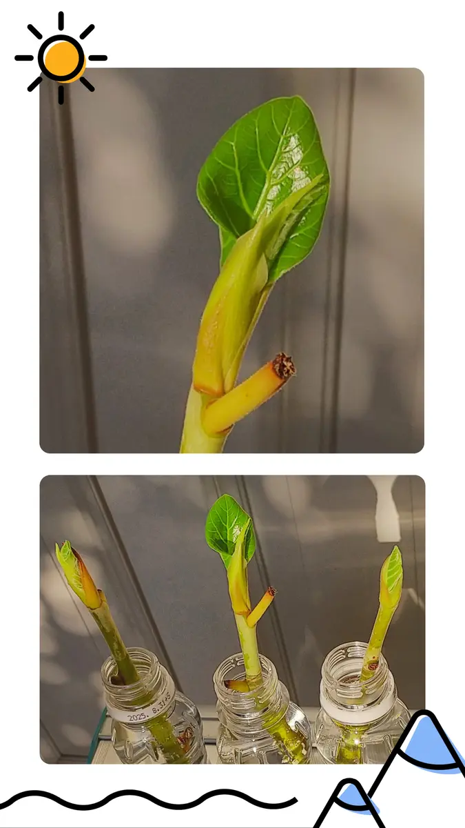フィカスの挿し木に挑戦｜そだレポ（栽培レポート）byボスパンダ