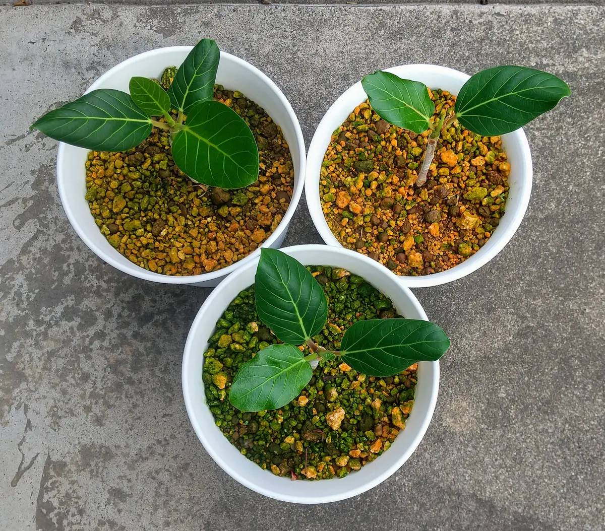 フィカス 観葉植物 新芽、発根済み 発根済】パンダガジュマル 斑入り