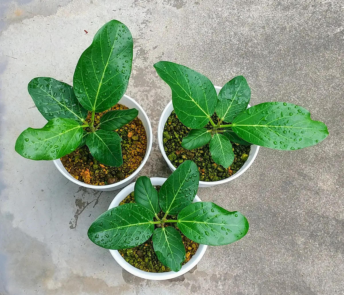フィカス挿し穂3種 ゴムの木の挿し木、成功のカギは「水」にあり| 観葉植物の基礎知識|APEGO
