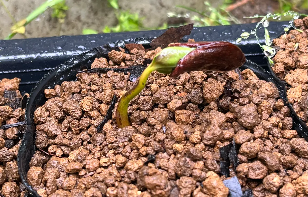 干し柿植えたら芽が出たよ｜そだレポ（栽培レポート）byオノ｜みんなの