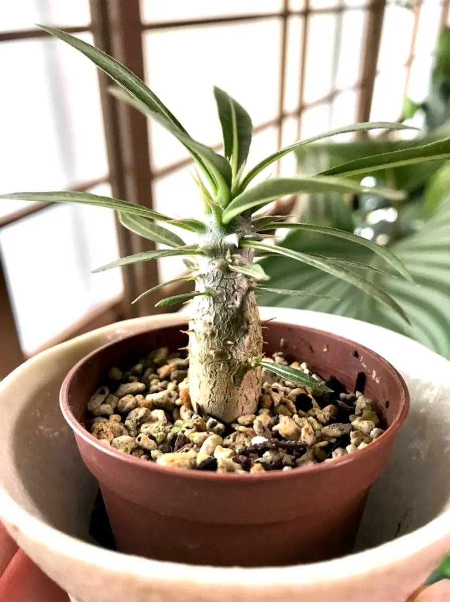 パキポディウム エニグマティクム｜そだレポ（栽培レポート）by森山田