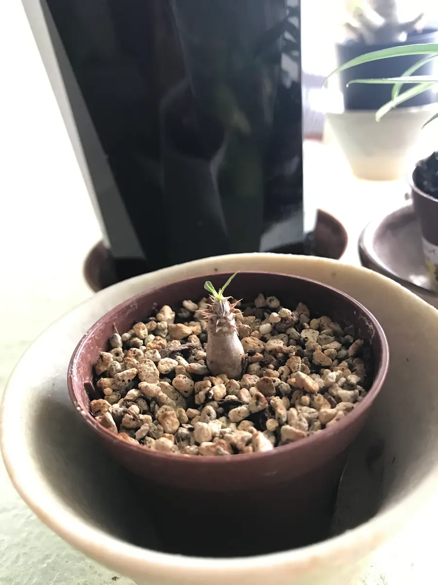 パキポディウム エニグマティクム｜そだレポ（栽培レポート）by森山田