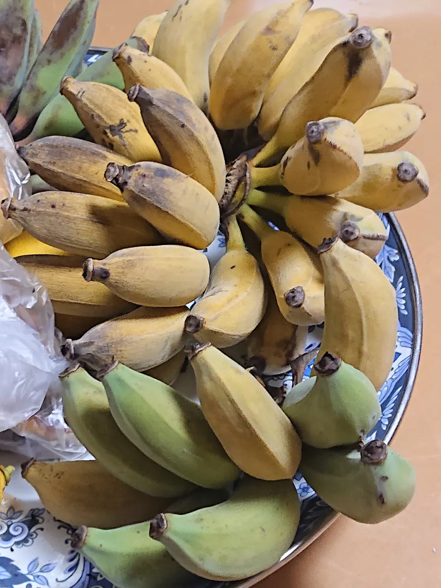 美味人気！260㎝関東栽培実績あり◇TV絶賛◇ドワーフナムワ・ヌアンジュン