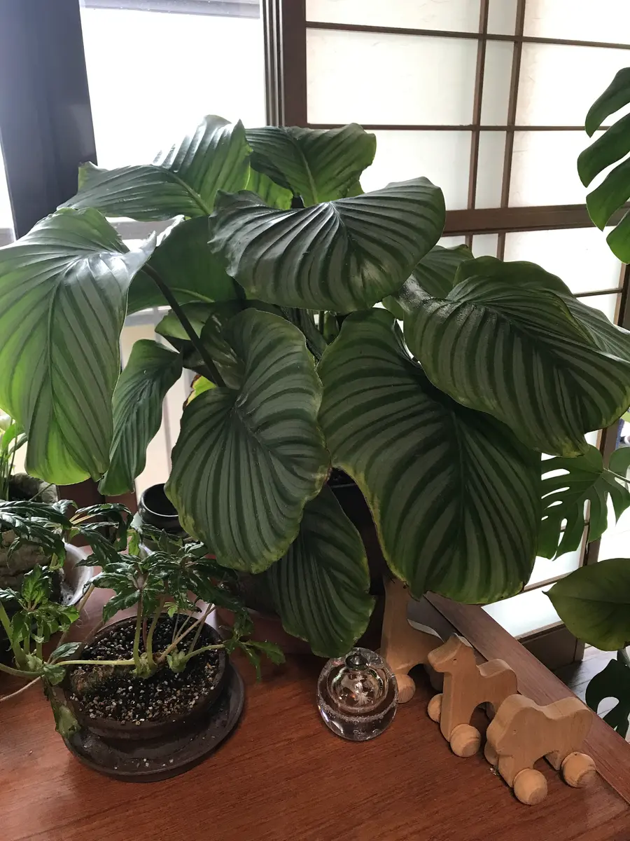 カラテアオルビフォリア カラテアオルビフォリア プリンセスがまた成長しました🌿 直射日光を