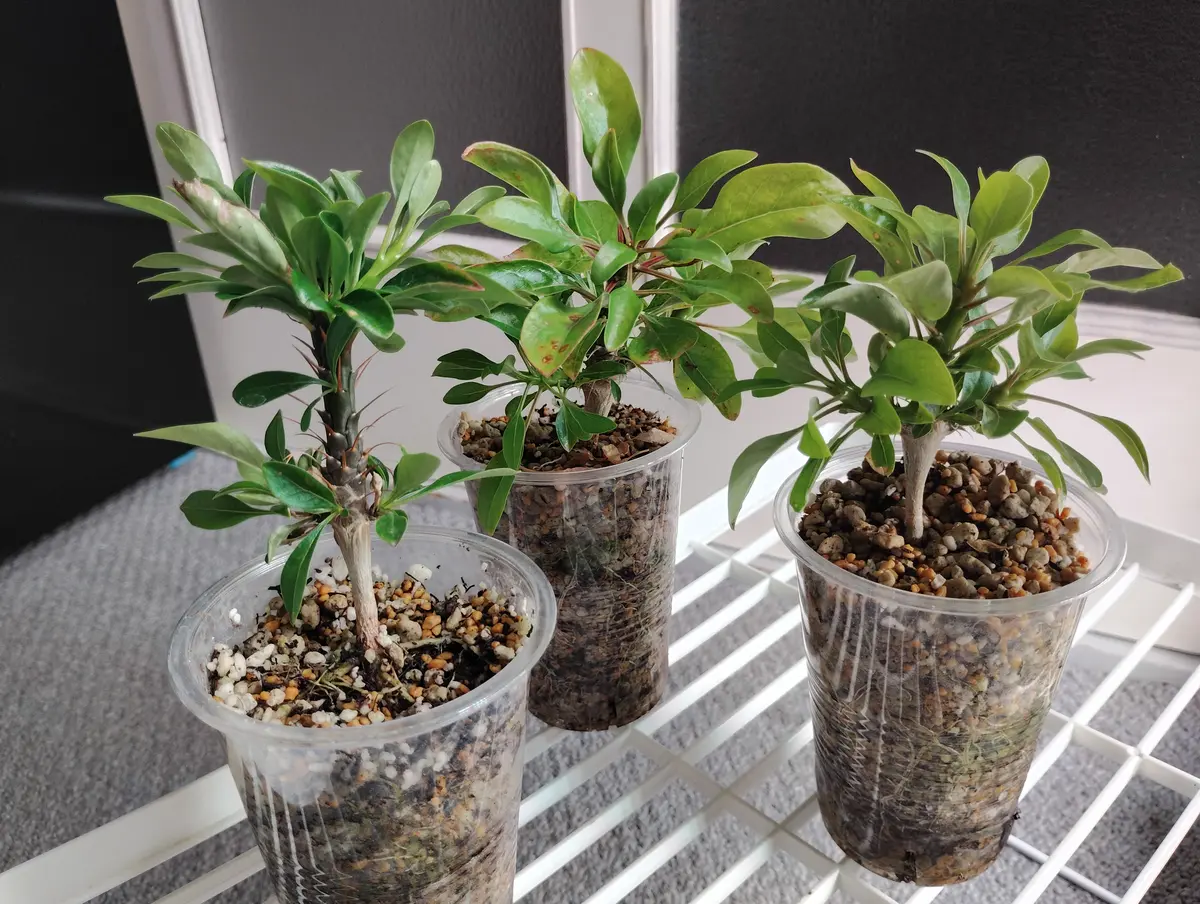 フォークイエリアフォルモサを種から育てる｜そだレポ（栽培レポート