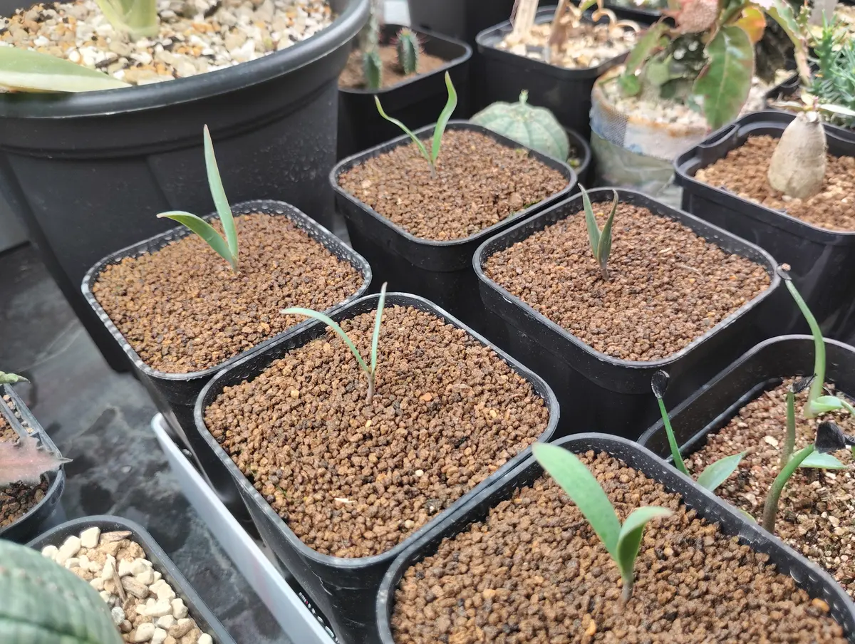 奇想天外　実生　3 実生チャレンジ】世界三大 珍奇植物 奇想天外（ウェルウィッチア
