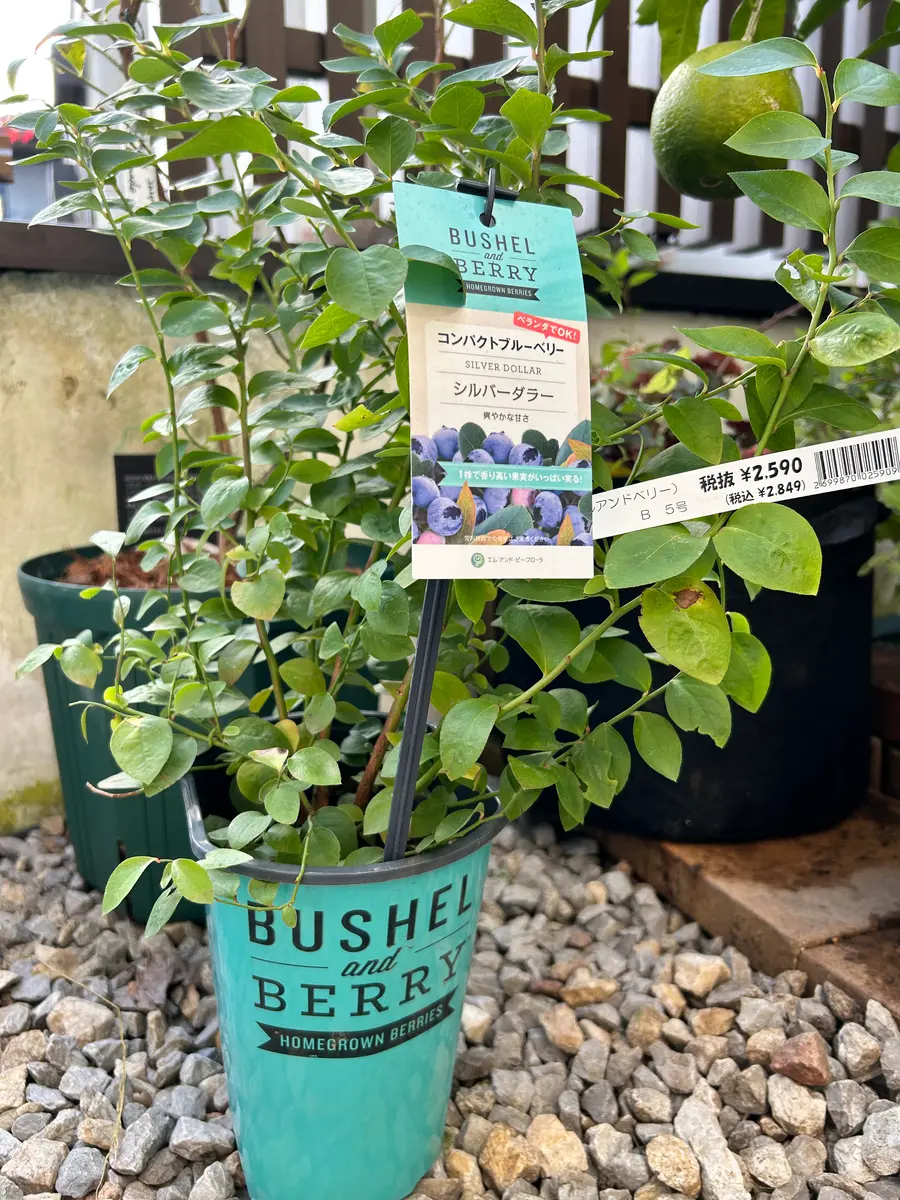 ブッシェル アンド ベリー (ピーチソルベ)写真は実物です。