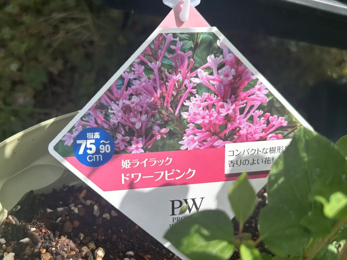 ラッキーライラックを探せ｜そだレポ（栽培レポート）byまころん@亀餌
