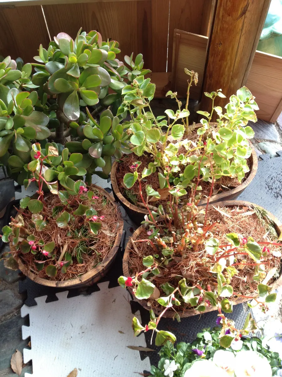 ベゴニアを戸外で冬越しチャレンジ｜そだレポ（栽培レポート）by