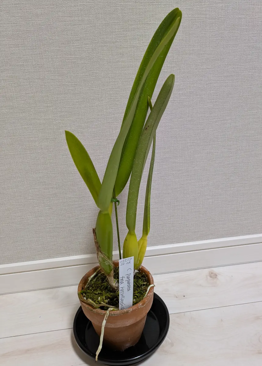 夏咲きカトレアpurpuratarusselianaを咲かすことが出来るのか？｜そだ