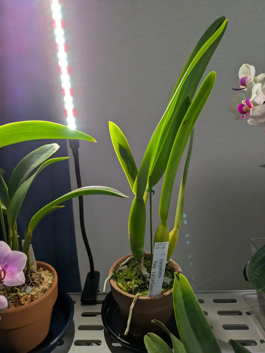 夏咲きカトレアpurpuratarusselianaを咲かすことが出来るのか？｜そだ