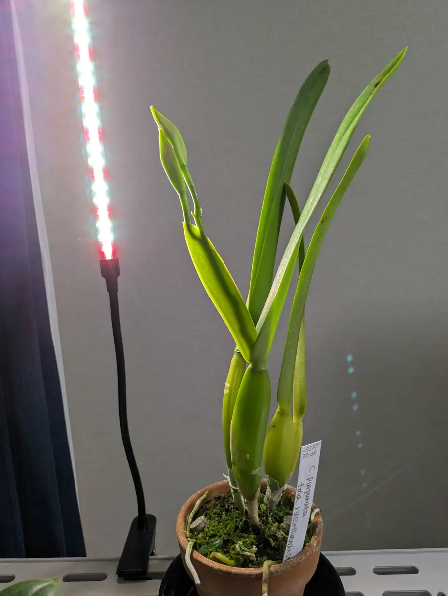 夏咲きカトレアpurpuratarusselianaを咲かすことが出来るのか？｜そだ