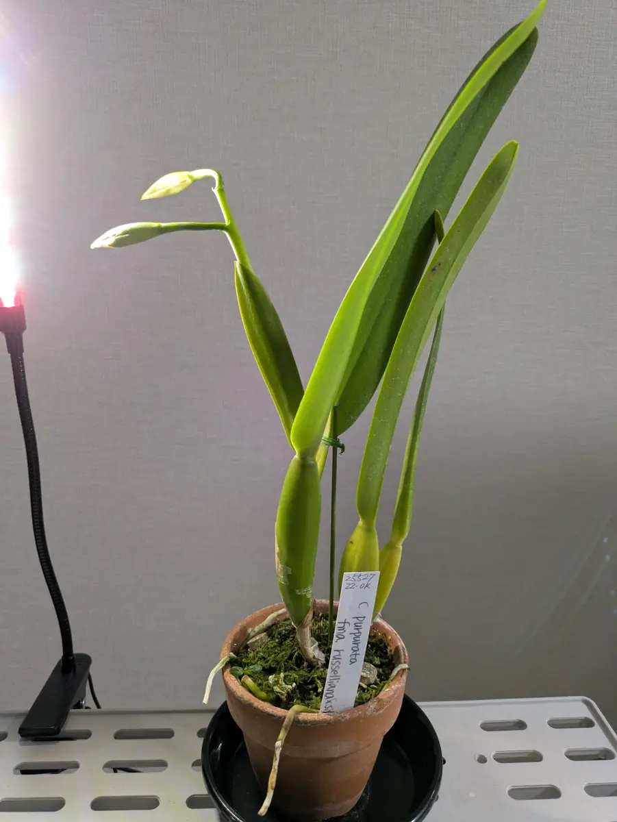 夏咲きカトレアpurpuratarusselianaを咲かすことが出来るのか？｜そだ