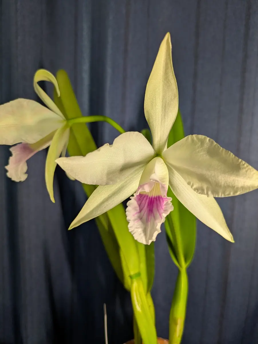 夏咲きカトレアpurpuratarusselianaを咲かすことが出来るのか？｜そだ