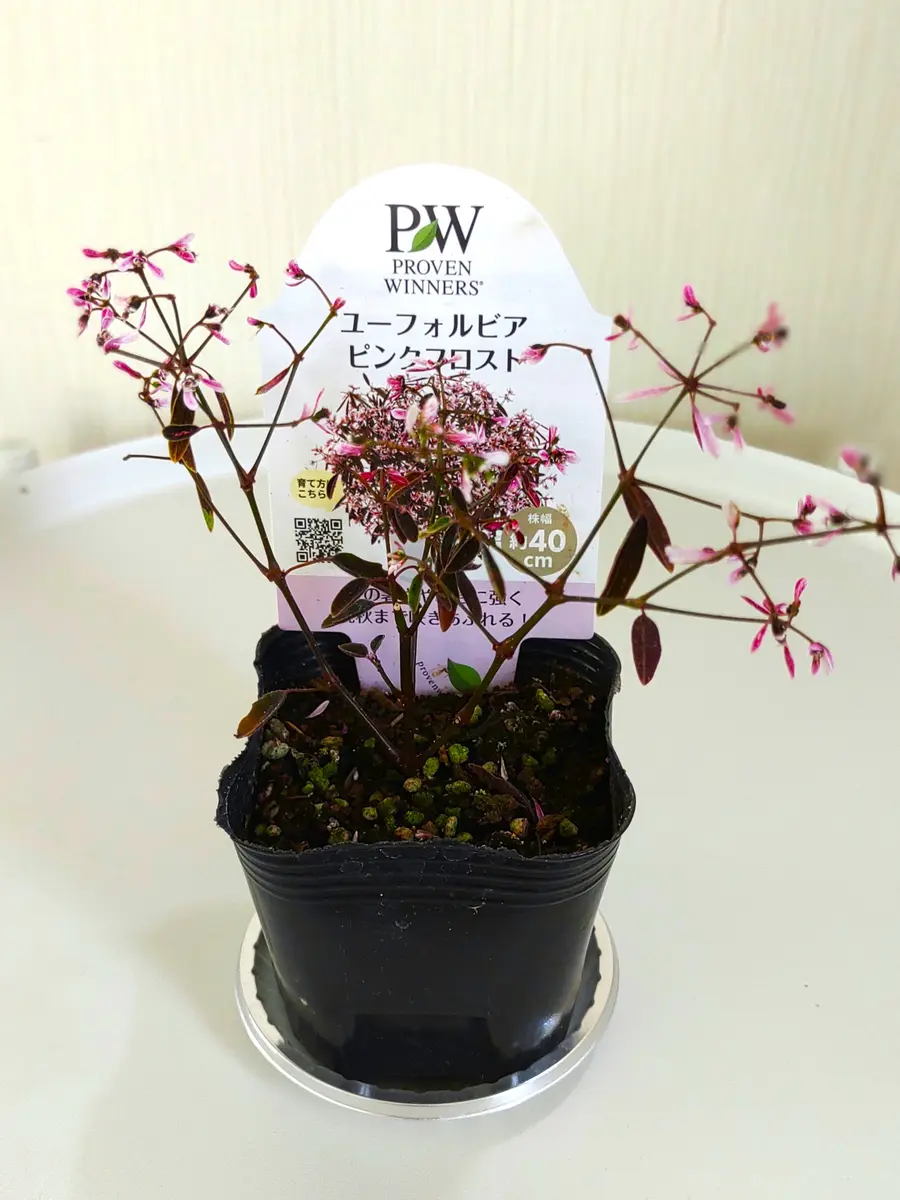ユーフォルビアピンクフロストを大きく育てる！挿し芽で冬越し更新｜そ