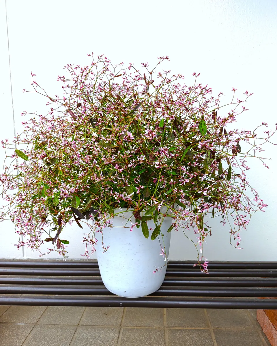 ユーフォルビアピンクフロストを大きく育てる！挿し芽で冬越し更新｜そ