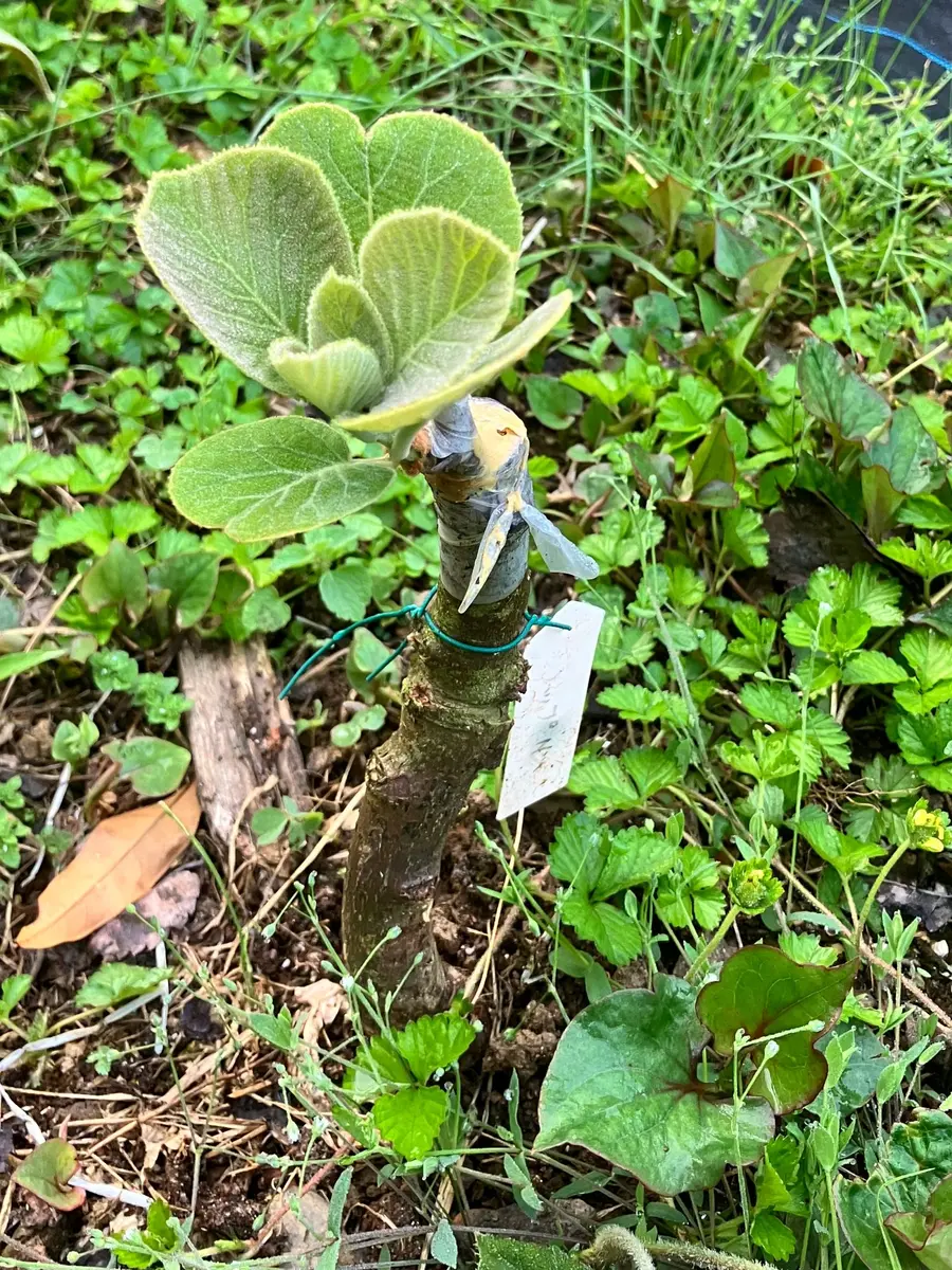 キウイの接ぎ木に挑戦してみました｜そだレポ（栽培レポート）byヒデ3