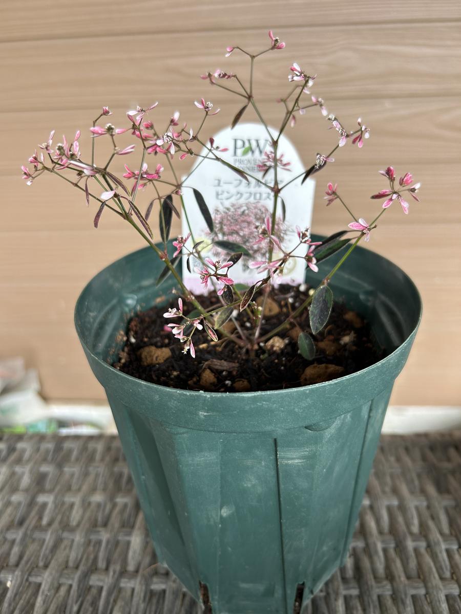 ユーホルビアピンクフロストの枝数を多く花束のように育てたい