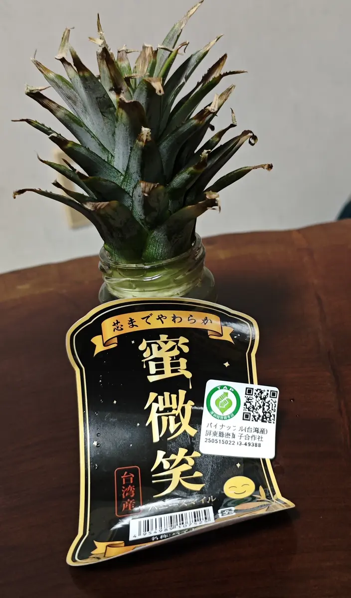 パイナップル3号（台湾産 蜜微笑ハニースマイル）｜そだレポ（栽培
