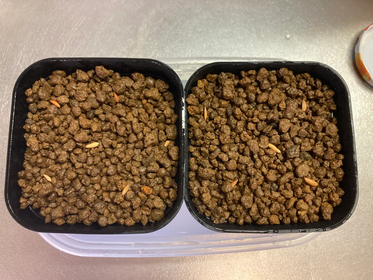 グラキリスを種から｜そだレポ（栽培レポート）byあげぱん四郎